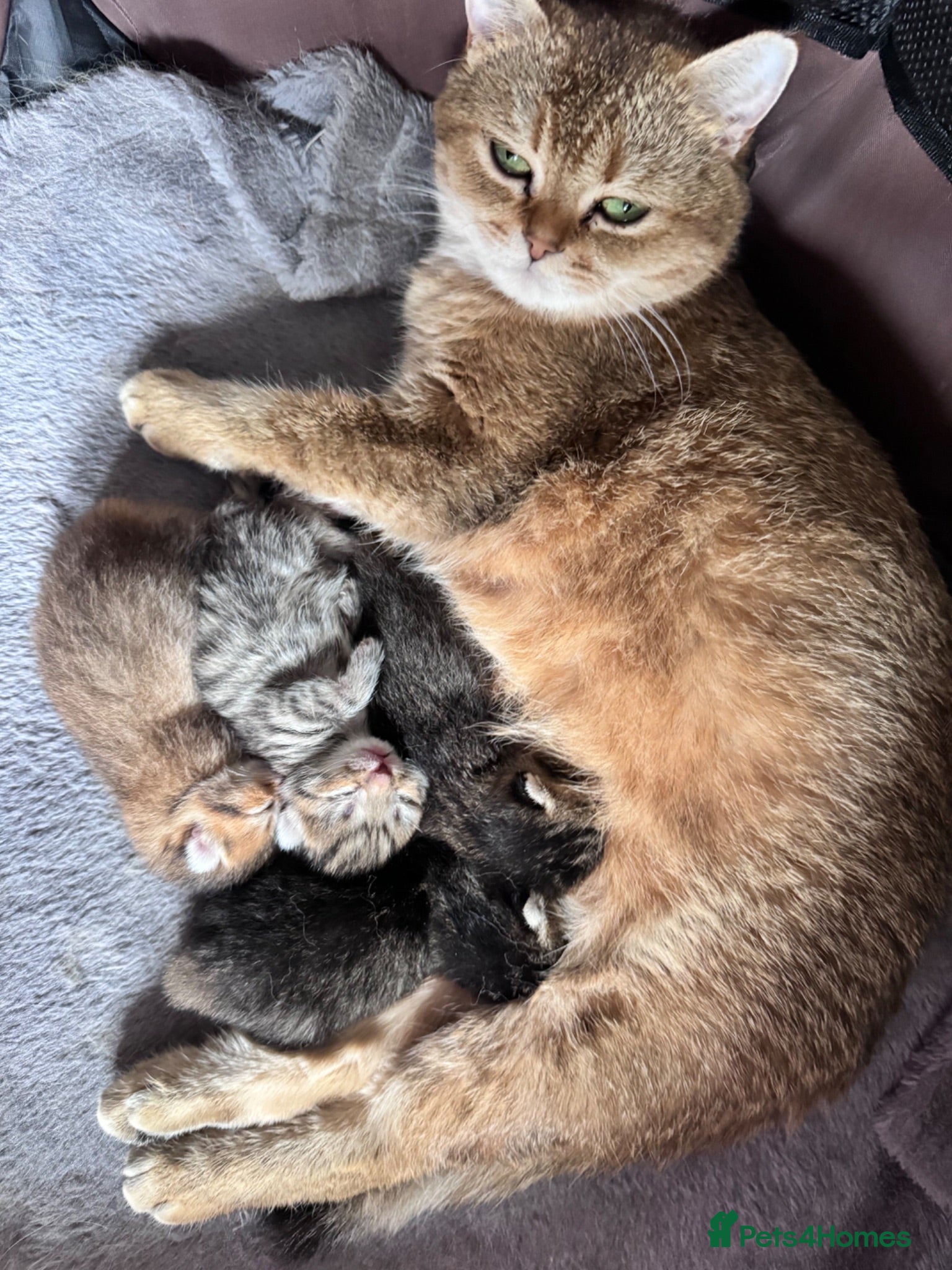 British Shorthair cats British shorthair kittens  - Advert 2