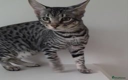 Savannah cats for sale: Full Pedigree TICA reg Savannah Girl Kitten - Image 2