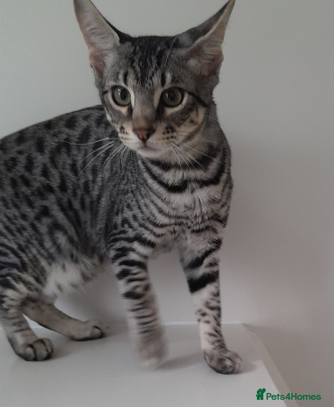 Savannah cats for sale: Full Pedigree TICA reg Savannah Girl Kitten - Image 2