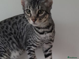 Savannah cats Full Pedigree F5 TICA reg Savannah Girl Kitten - Advert 5