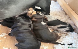 Cockerdor dogs for sale: Cockerdor puppies ready 10th October.  - Image 18
