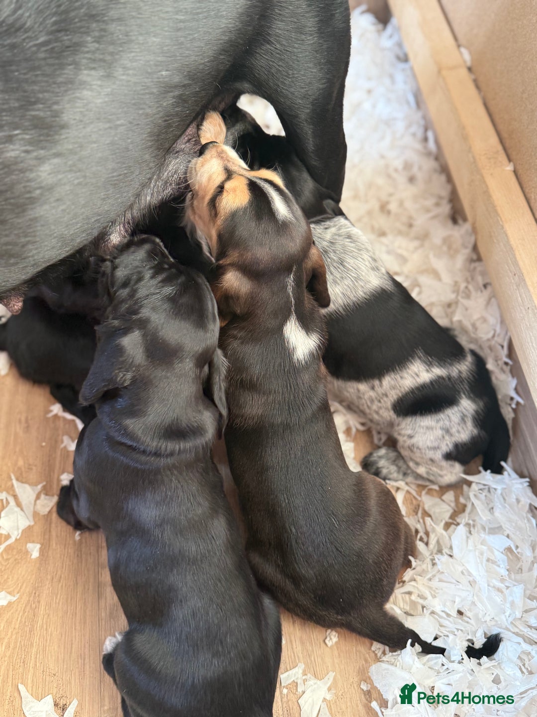Cockerdor dogs for sale: Cockerdor puppies ready 10th October.  - Image 18