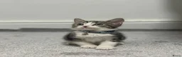 Domestic Shorthair cats for sale: Kitten for sale in Brierley Hill - Advert 3