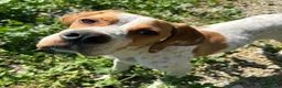 Pointer dogs for adoption: Remi (English Pointer) in Bedford - Advert 14