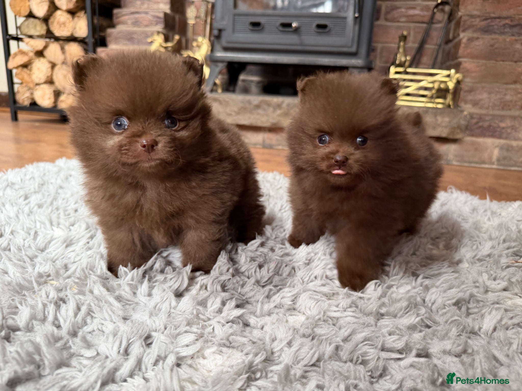Pomeranian dogs 🍫🍫🤎CHOCOLATE POMERANIANS🤎🍫🍫 - Advert 7