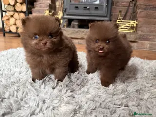 Pomeranian dogs 🍫🍫🤎CHOCOLATE POMERANIANS🤎🍫🍫 - Advert 7
