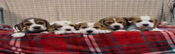 Beagle dogs for sale: BEAUTIFUL (SHOW TYPE) BEAGLE PUPPIES READY NOW - Advert 23