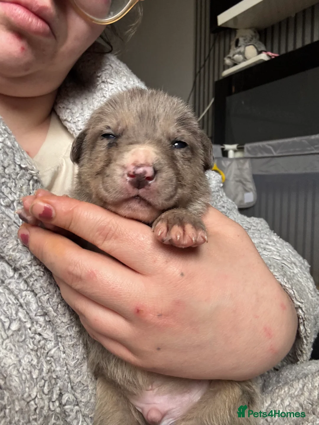 Mixed Breed dogs for sale: Beautiful staffy x German Shepard puppies - Advert 9