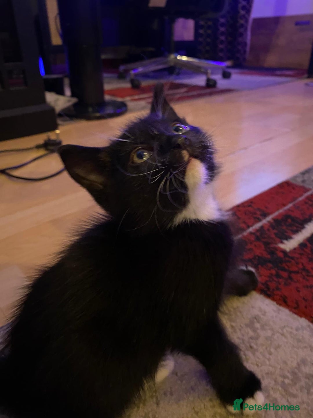 Mixed Breed cats for sale: Kittens Ready for new homes - Image 6