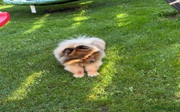 Pomeranian dogs for sale: Little Pomeranians  - Image 2