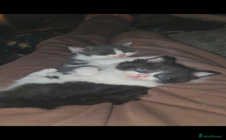 British Longhair cats - Advert 1