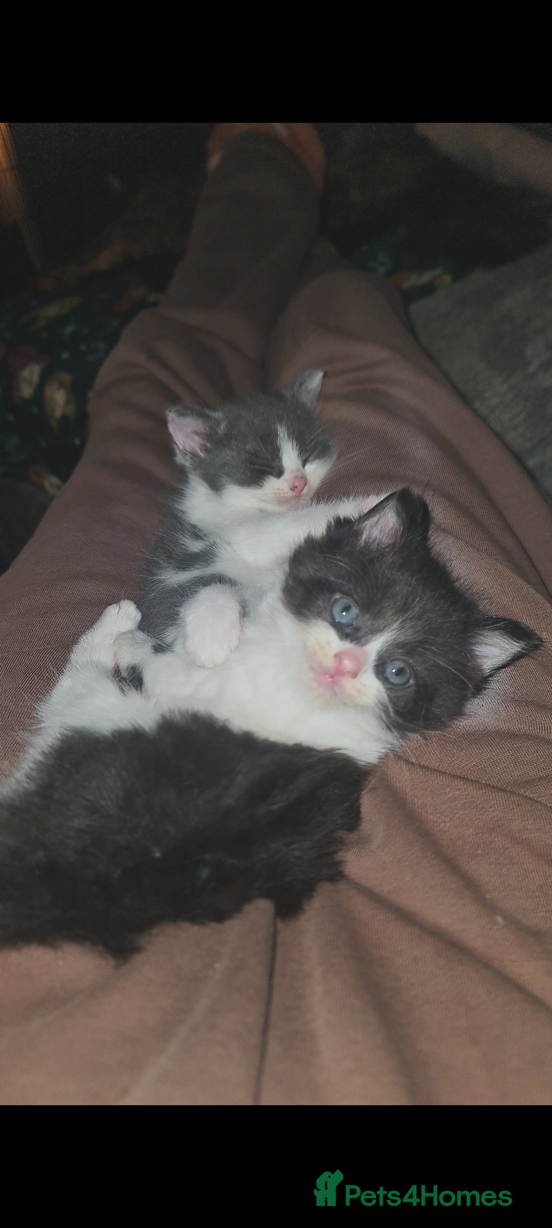 British Longhair cats for sale: Beautiful little girl  - Image 1