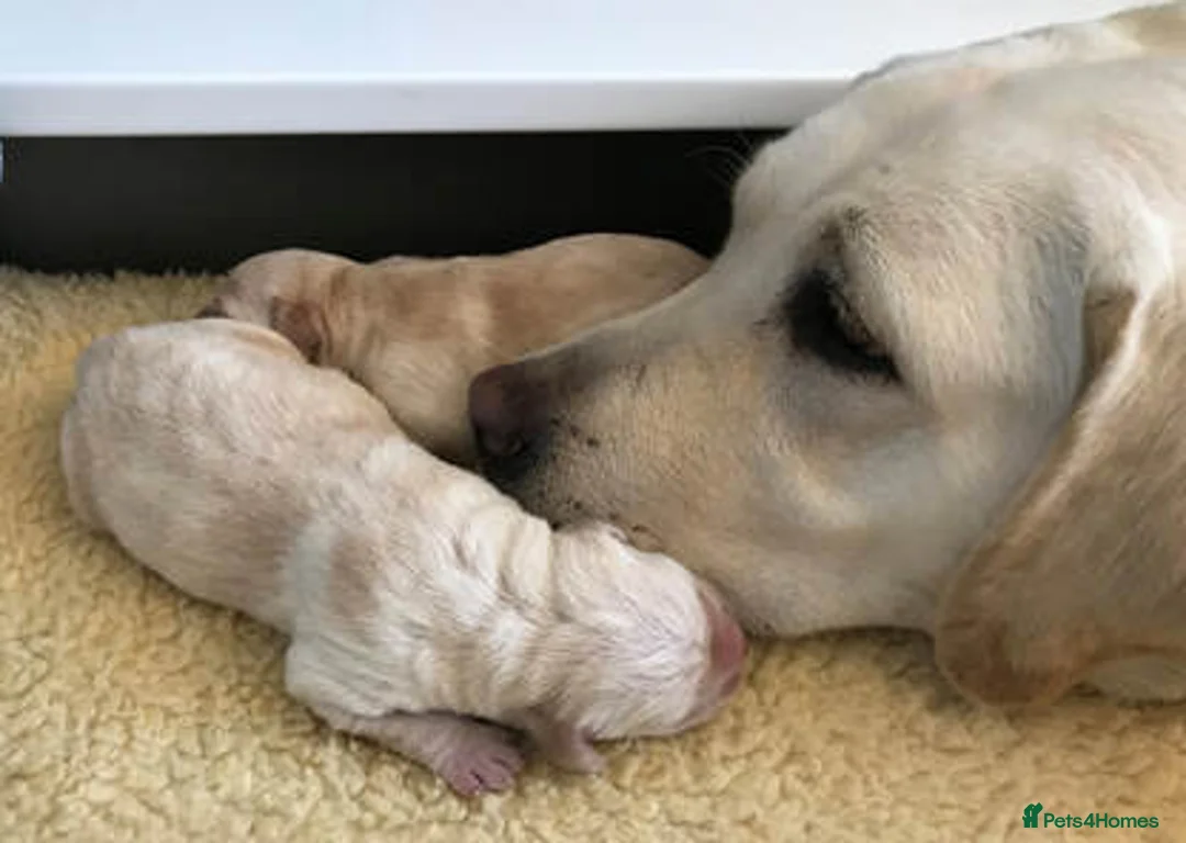 Labrador Retriever dogs for sale: Golden Labrador Puppies - Advert 5