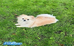 Pomeranian dogs for sale: 🔥Very Tiny🧸 Top Quality  - Image 28