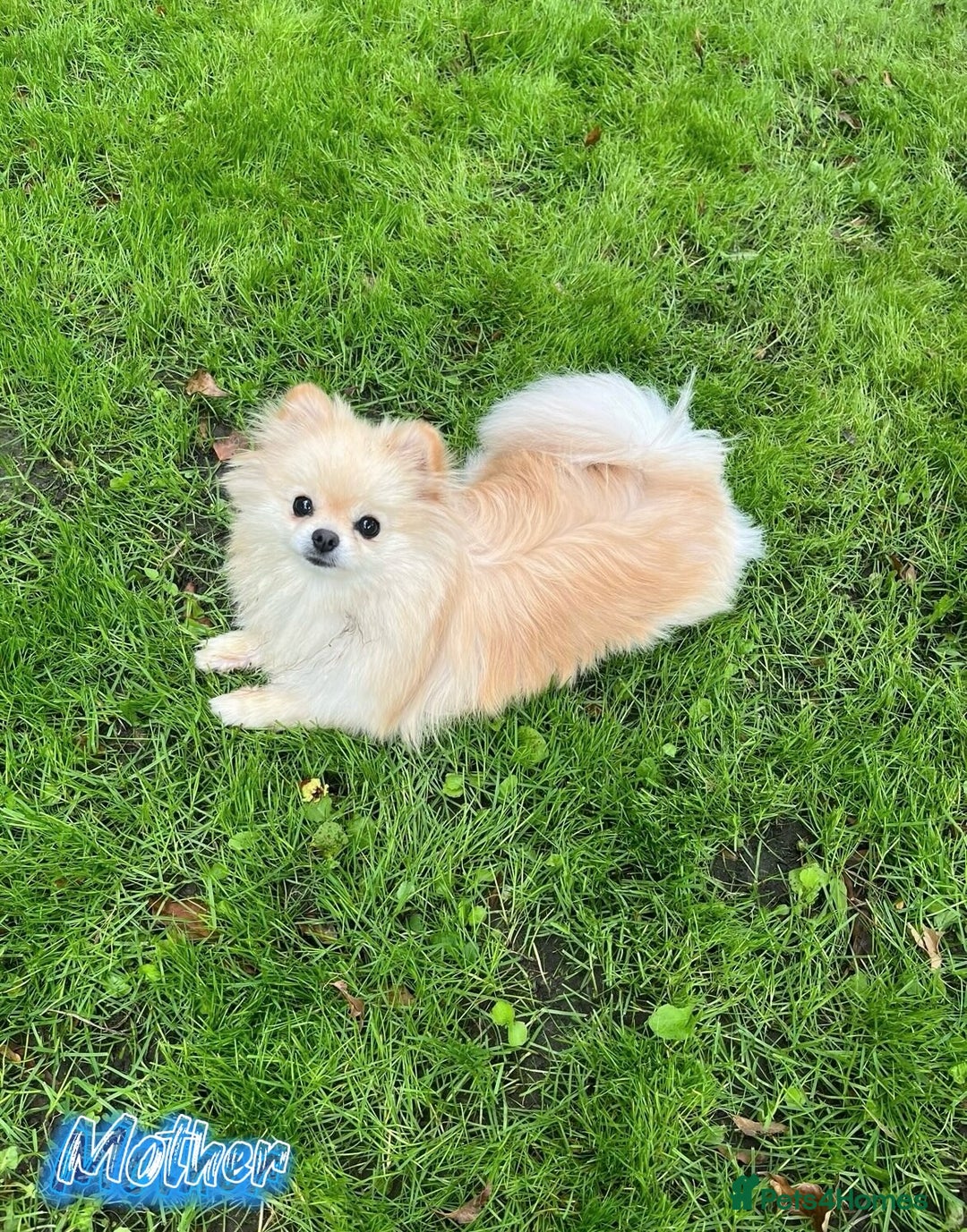 Pomeranian dogs for sale: 🔥Very Tiny🧸 Top Quality  - Image 28