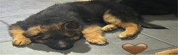 German Shepherd dogs for sale: Kc registered long haired GSD Puppy - Advert 9