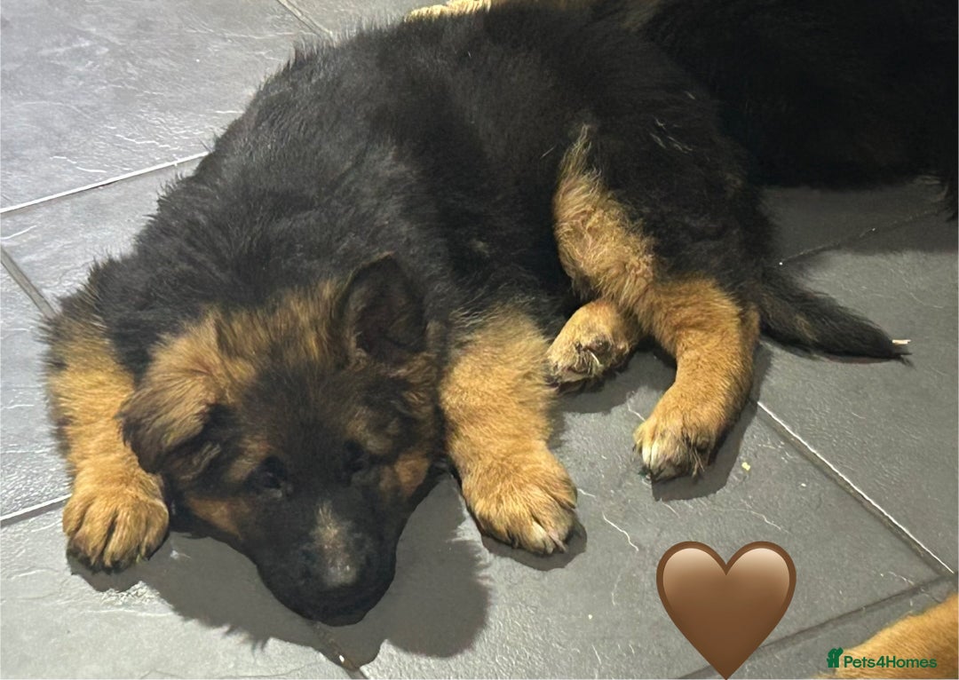 German Shepherd dogs for sale: Kc registered long haired GSD Puppy - Advert 9