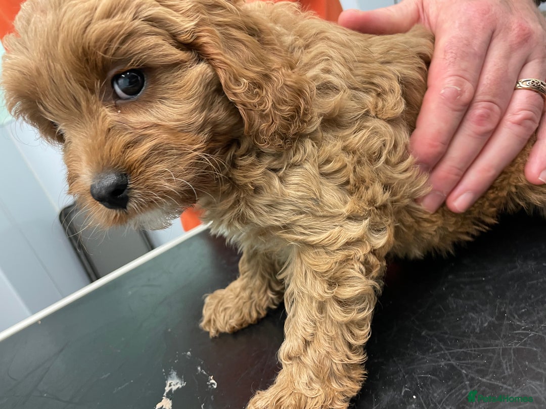 Cavapoo dogs for sale: Exceptional F1 Cavapoos. 5*  - Image 4