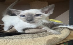 Siamese cats for sale: 6 cute Siamese kittens available  - Image 23