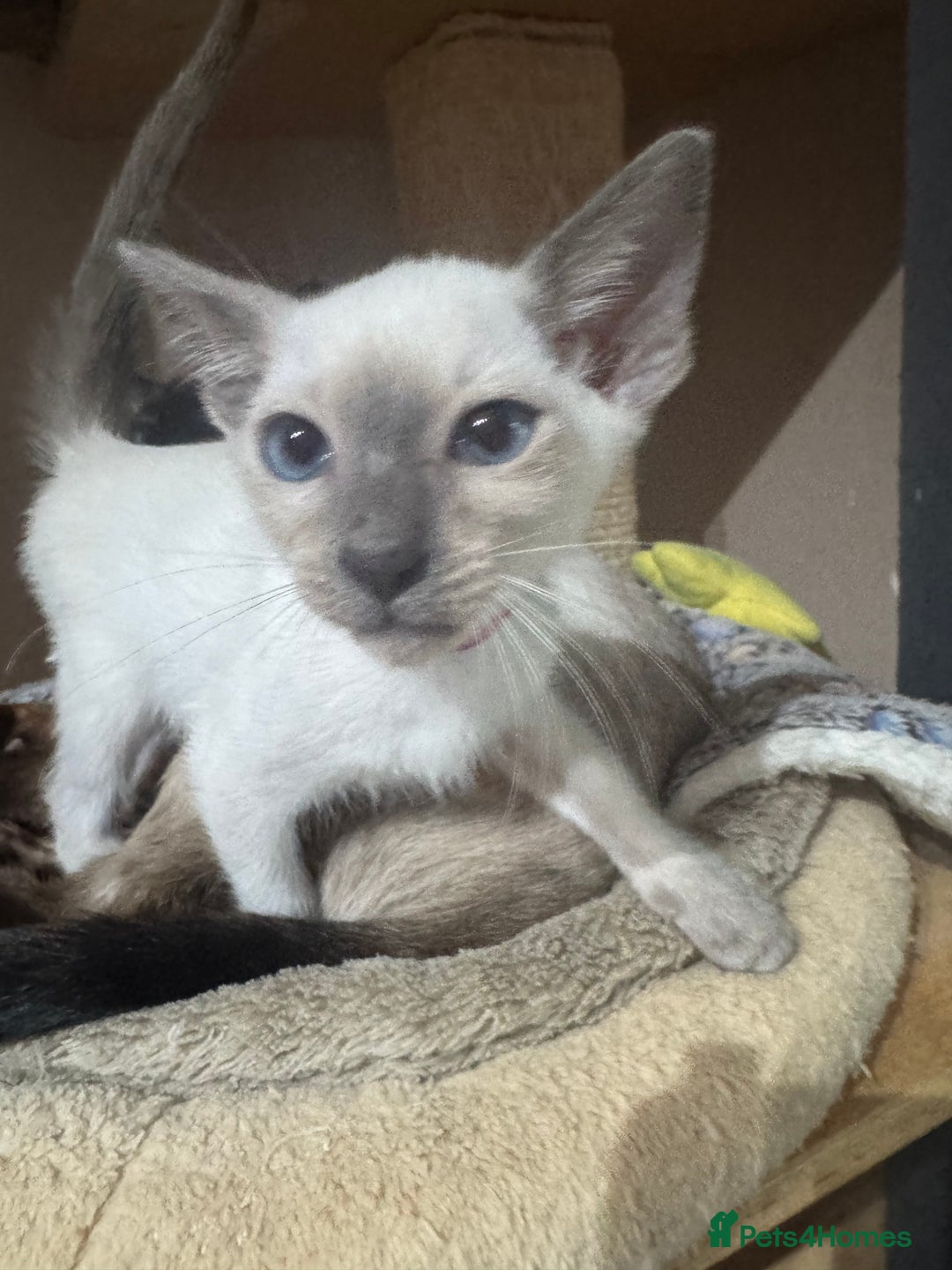 Siamese cats for sale: 6 cute Siamese kittens available  - Image 23