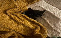 Domestic Shorthair cats for sale: Female cat for rehoming  - Image 2