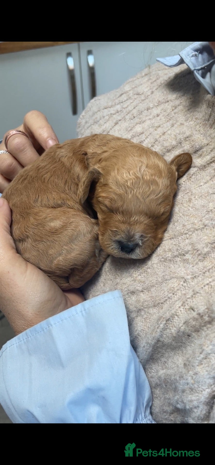 Cockapoo dogs 5⭐️Cockapoo Apricot, Red. Clear genetics & Health - Advert 1