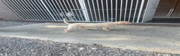 Mini Goldendoodle dogs for sale: Mini goldendoodle f1b - Advert 10