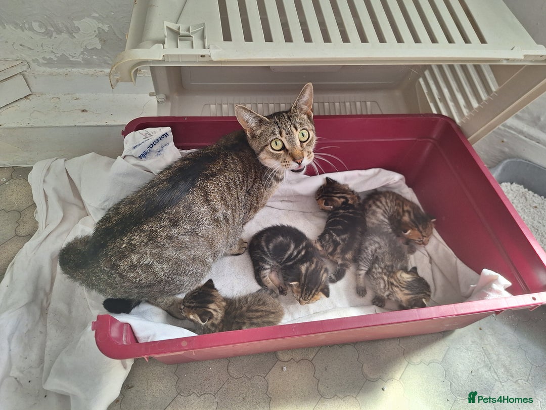 Mixed Breed cats for sale: Half Bengal kittens  - Image 6