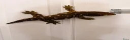 Gecko reptiles for sale: Male Mario Leachie Gecko  - Advert 3