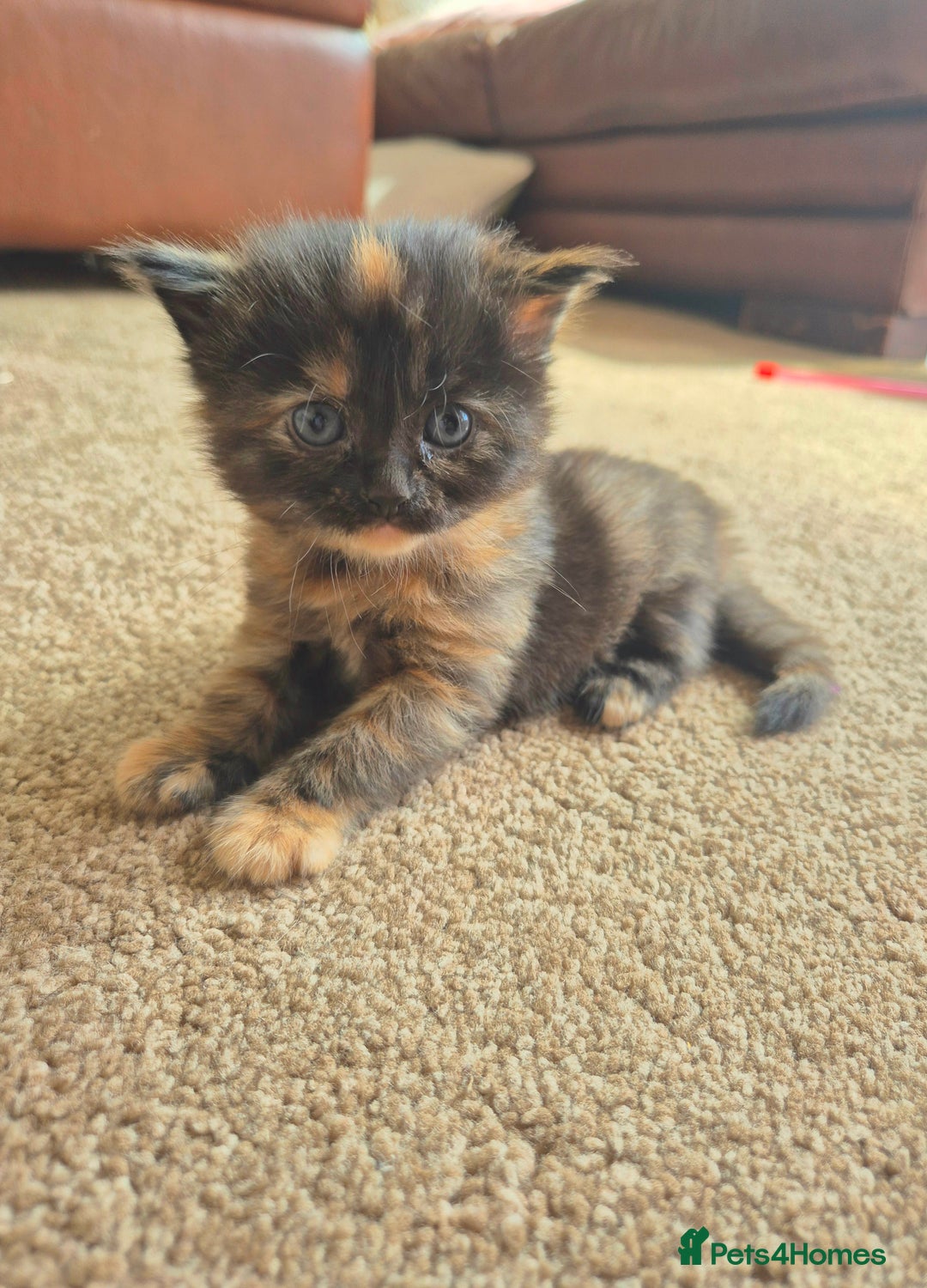 Mixed Breed cats for sale: Super friendly, fluffy kittens! 😻 - Image 15