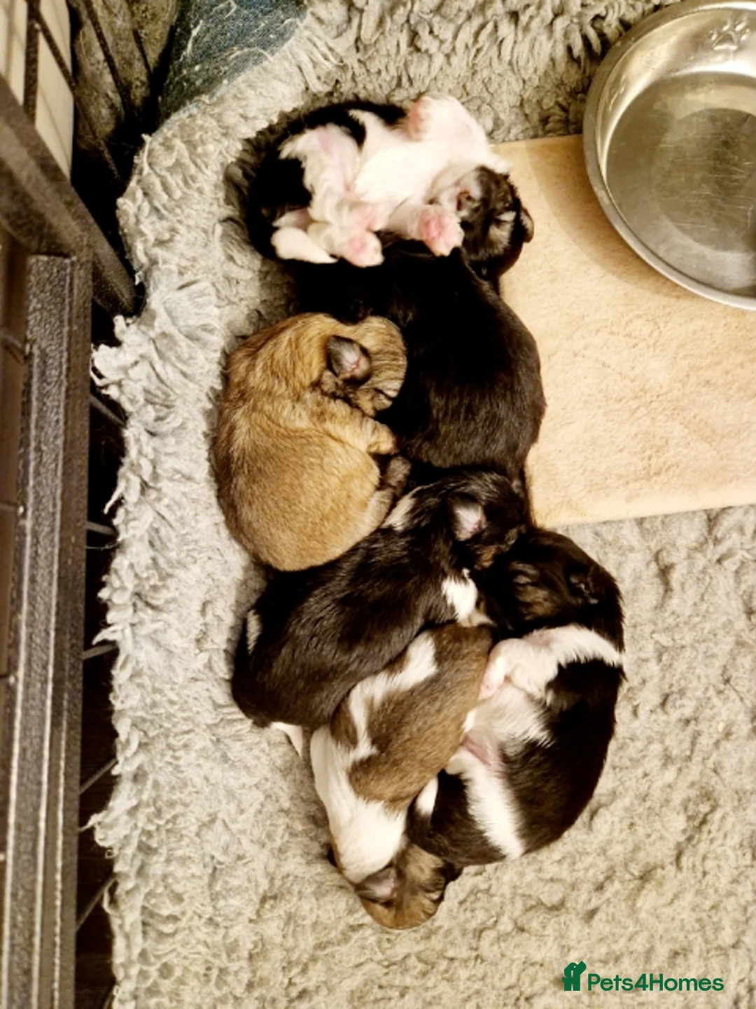 Shih Tzu dogs for stud: KC Registered stud  in Cullompton - Advert 26