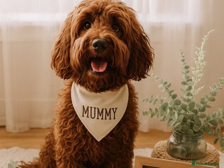 Double Doodle dogs - Advert 23