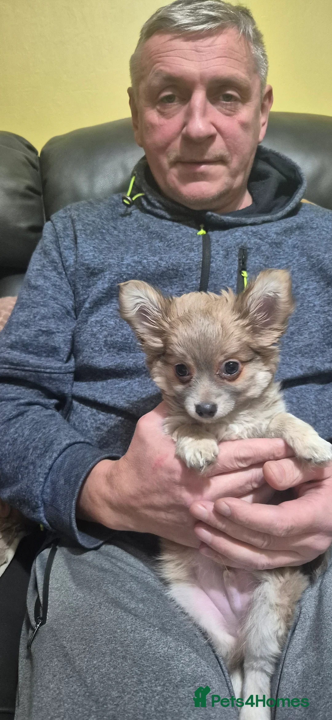 Chihuahua dogs for sale: Gorgeous Pedigree Chi Boy - Advert 14