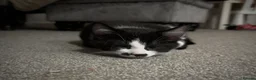 Mixed Breed cats for sale: 3 Beautiful Kittens Ready For New Homes - Advert 7