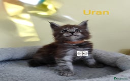 Maine Coon cats for sale: Absolutelly gorgeous kittens  - Image 10