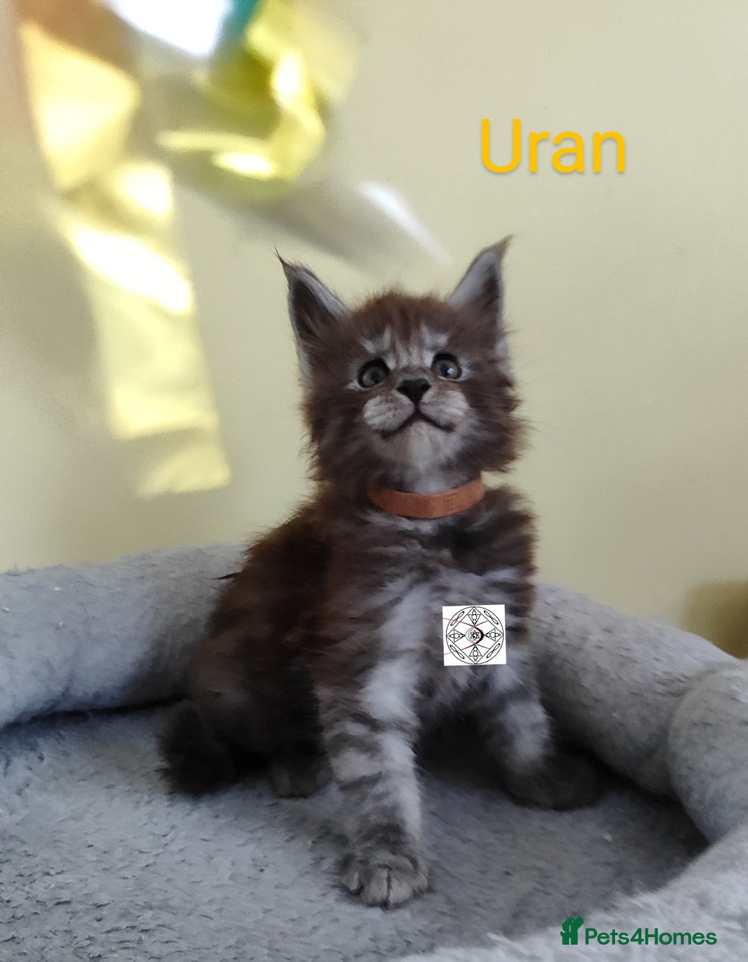 Maine Coon cats for sale: Absolutelly gorgeous kittens  - Image 10