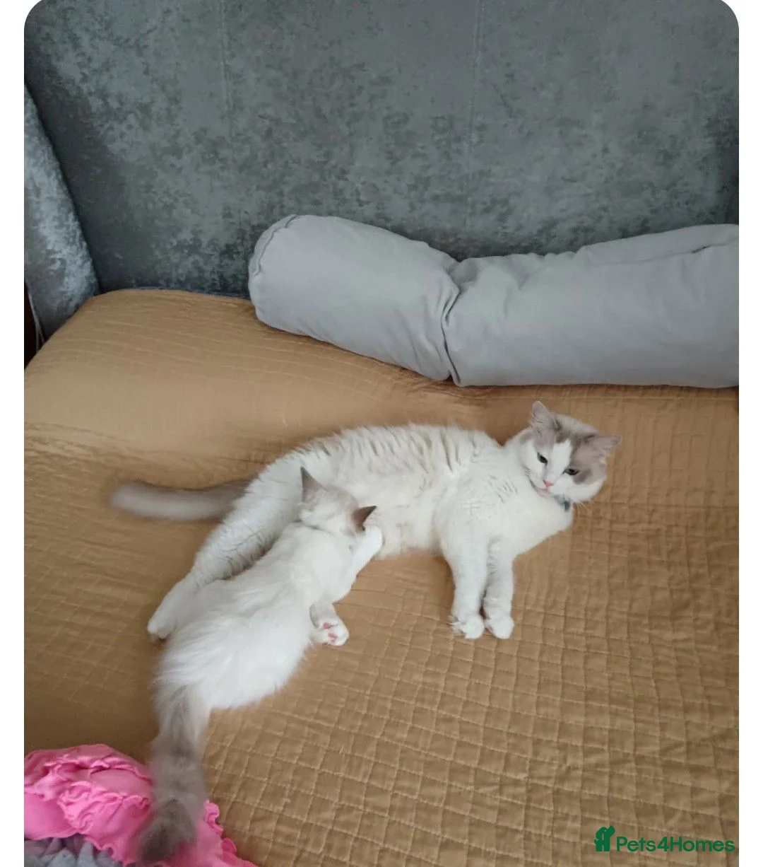 Ragdoll cats for sale: Two beautiful Ragdoll Girls in Whiteley - Advert 2