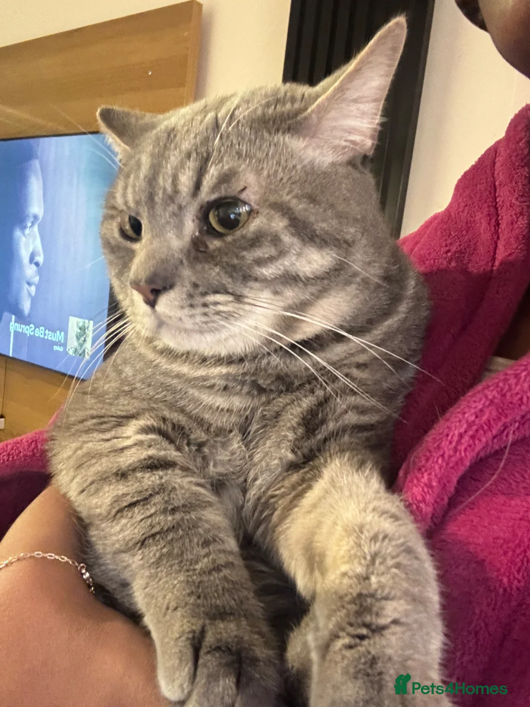 American Shorthair cats for sale: Silver American Shorthair  in Birmingham - Advert 2