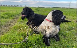 Cocker Spaniel dogs for sale: Retirement home  - Image 14