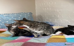 Mixed Breed cats for sale: Playful kittens ready to leave! - Image 19