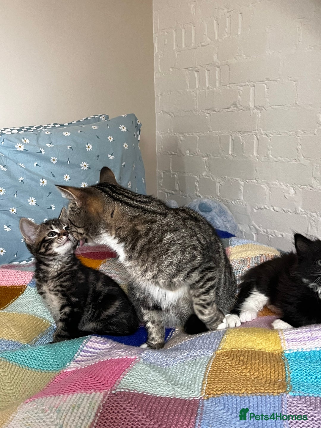 Mixed Breed cats for sale: Playful kittens ready to leave! - Image 19