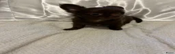Chihuahua dogs for sale: Precious Tiny Chelsea Chihuahuas  - Advert 11