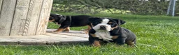 Olde English Bulldogge dogs for sale: Olde english bulldogee READY NEXT WEEK - Advert 15