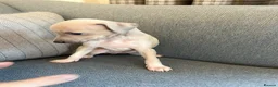 Italian Greyhound dogs for sale: Health tested KC reg Italian Greyhound Puppies  - Advert 6