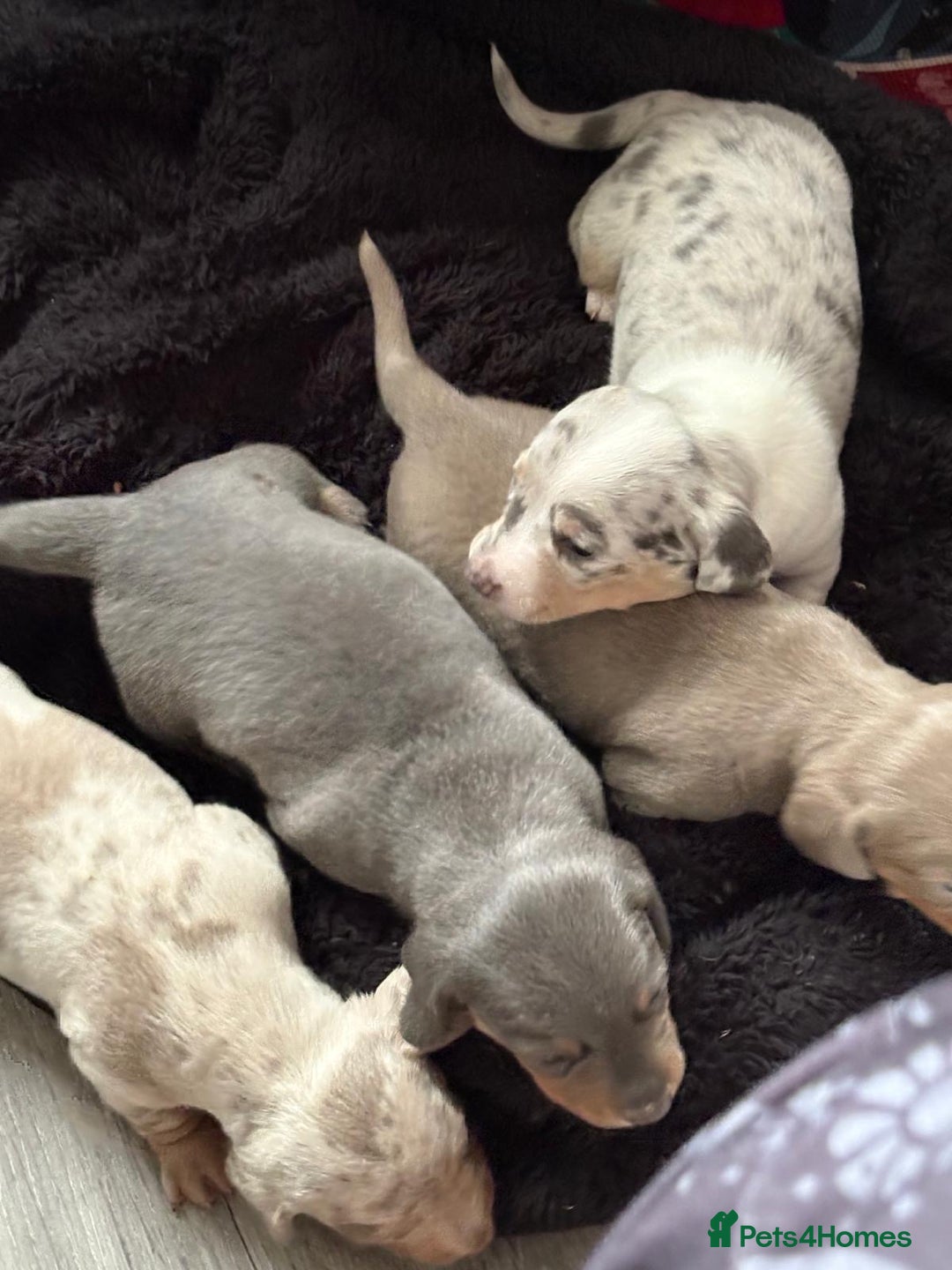 Miniature Dachshund dogs for sale: Beautiful Miniature dachshund pups  - Advert 21