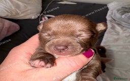 Chihuahua dogs for sale: 💕Stunning chihuahua pups 💕 - Image 26