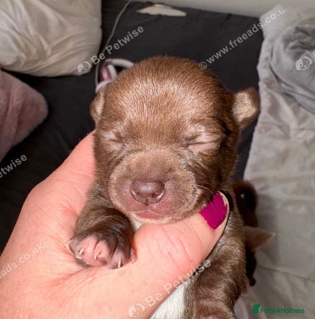 Chihuahua dogs for sale: 💕Stunning chihuahua pups 💕 - Image 26