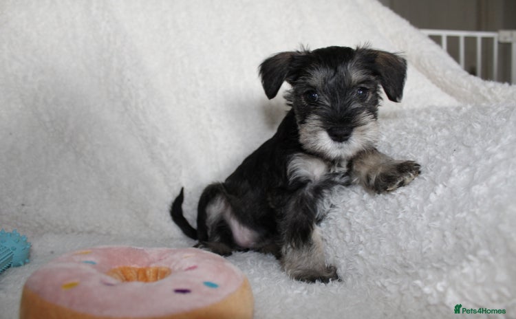 Miniature Schnauzer dogs - Advert 2