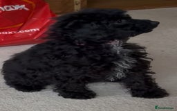 Miniature Poodle dogs for sale: Poodle x last girl fully vaccinated  - Advert 4