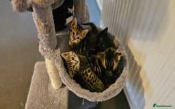 Mixed Breed cats for sale: 6 kittens for sale - Advert 9